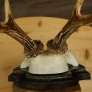 Cuernos de corzo, cuernos de ciervo, astas, astas de corzo, astas, placa de trofeo 602.390