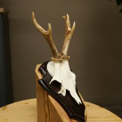 Cuernos de corzo, cuernos de ciervo, astas, astas de corzo, astas, placa de trofeo 602.390