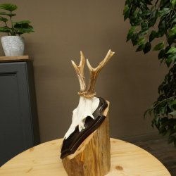Cuernos de corzo, cuernos de ciervo, astas, astas de corzo, astas, placa de trofeo 602.390