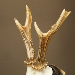 Cuernos de corzo, cuernos de ciervo, astas, astas de corzo, astas, placa de trofeo 602.390