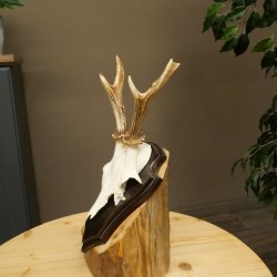 Cuernos de corzo, cuernos de ciervo, astas, astas de corzo, astas, placa de trofeo 602.390
