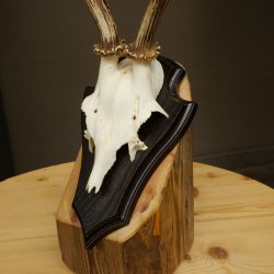 Cuernos de corzo, cuernos de ciervo, astas, astas de corzo, astas, placa de trofeo 602.390