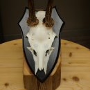Cuernos de corzo, cuernos, astas, varas de corzo, varas, placa de trofeo 602.391