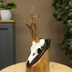 Cuernos de corzo, cuernos, astas, varas de corzo, varas, placa de trofeo 602.391