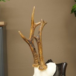 Cuernos de corzo, cuernos, astas, varas de corzo, varas, placa de trofeo 602.391