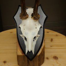 Cuernos de corzo, cuernos, astas, varas de corzo, varas, placa de trofeo 602.391