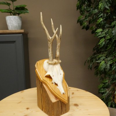 Cuernos de corzo, cuernos, astas, astas de corzo, astas, placa de trofeo 602.392