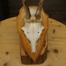Cuernos de corzo, cuernos, astas, astas de corzo, astas, placa de trofeo 602.392