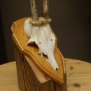 Cuernos de corzo, cuernos, astas, astas de corzo, astas, placa de trofeo 602.392