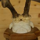Cuernos de corzo, cuernos, astas, astas de corzo, astas, placa de trofeo 602.392