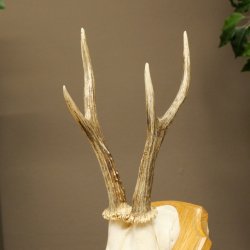 Cuernos de corzo, cuernos, astas, astas de corzo, astas, placa de trofeo 602.392