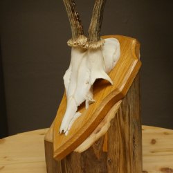 Cuernos de corzo, cuernos, astas, astas de corzo, astas, placa de trofeo 602.392