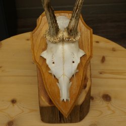 Cuernos de corzo, cuernos, astas, astas de corzo, astas, placa de trofeo 602.392