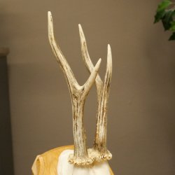 Cuernos de corzo, cuernos, astas, astas de corzo, astas, placa de trofeo 602.392