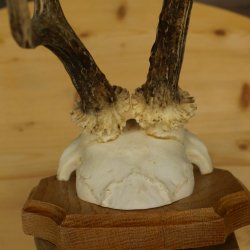 Cuernos de corzo, cuernos, astas, astas de corzo, astas, placa de trofeo 602.392
