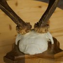 Cuernos de corzo, cuernos, astas, astas de corzo, astas, placa de trofeo 602.393