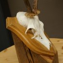 Cuernos de corzo, cuernos, astas, astas de corzo, astas, placa de trofeo 602.393