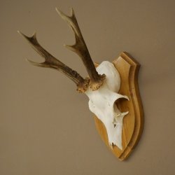 Cuernos de corzo, cuernos, astas, astas de corzo, astas, placa de trofeo 602.393
