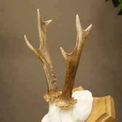 Cuernos de corzo, cuernos, astas, astas de corzo, astas, placa de trofeo 602.393