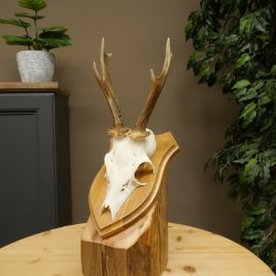 Cuernos de corzo, cuernos, astas, astas de corzo, astas, placa de trofeo 602.393