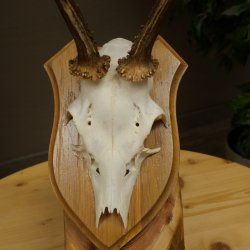 Cuernos de corzo, cuernos, astas, astas de corzo, astas, placa de trofeo 602.393