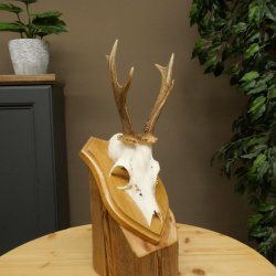 Cuernos de corzo, cuernos, astas, astas de corzo, astas, placa de trofeo 602.393