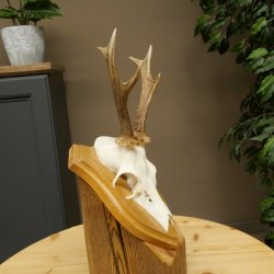 Cuernos de corzo, cuernos, astas, astas de corzo, astas, placa de trofeo 602.393