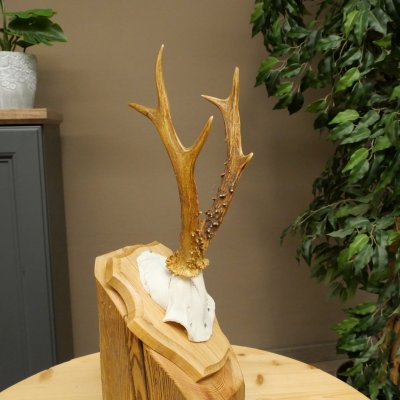 Reehoorn Reehoorn Hoorns Reestangen Stangen Trofeeschild 602.394