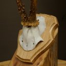 Reehoorn Reehoorn Hoorns Reestangen Stangen Trofeeschild 602.394