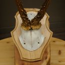 Reehoorn Reehoorn Hoorns Reestangen Stangen Trofeeschild 602.394