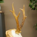 Reehoorn Reehoorn Hoorns Reestangen Stangen Trofeeschild 602.394