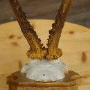 Reehoorn Reehoorn Hoorns Reestangen Stangen Trofeeschild 602.394