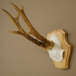 Reehoorn Reehoorn Hoorns Reestangen Stangen Trofeeschild 602.394
