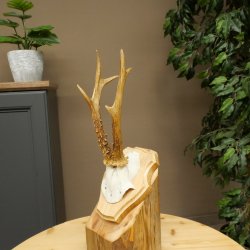 Reehoorn Reehoorn Hoorns Reestangen Stangen Trofeeschild 602.394