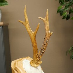Reehoorn Reehoorn Hoorns Reestangen Stangen Trofeeschild 602.394
