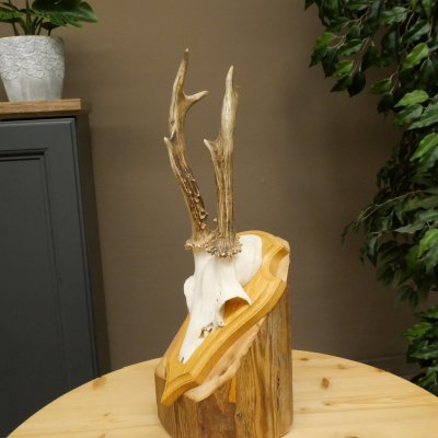 Reehoorn Reehoorns Hoorns Reestangen Stangen Trofeeschild 602.395