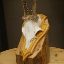 Reehoorn Reehoorns Hoorns Reestangen Stangen Trofeeschild 602.395