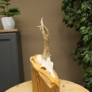 Reehoorn Reehoorns Hoorns Reestangen Stangen Trofeeschild 602.395