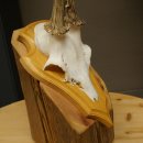 Reehoorn Reehoorns Hoorns Reestangen Stangen Trofeeschild 602.395