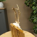 Reehoorn Reehoorns Hoorns Reestangen Stangen Trofeeschild 602.395