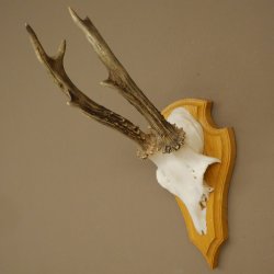 Reehoorn Reehoorns Hoorns Reestangen Stangen Trofeeschild 602.395