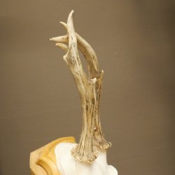 Reehoorn Reehoorns Hoorns Reestangen Stangen Trofeeschild 602.395