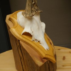 Reehoorn Reehoorns Hoorns Reestangen Stangen Trofeeschild 602.395