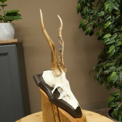 Cuernos de corzo, cuernos de ciervo, astas, astas de corzo, astas, placa de trofeo 602.396