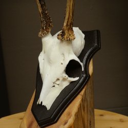 Cuernos de corzo, cuernos de ciervo, astas, astas de corzo, astas, placa de trofeo 602.396