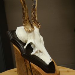 Cuernos de corzo, cuernos de ciervo, astas, astas de corzo, astas, placa de trofeo 602.396