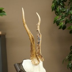 Cuernos de corzo, cuernos de ciervo, astas, astas de corzo, astas, placa de trofeo 602.396