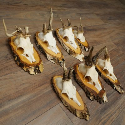 7 paires de bois de chevreuil mâle sur bouleau présentant des anomalies, par exemple une branche cassée – chevreuils de Mathusalem, bois de chevreuil mâle