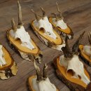 7 paires de bois de chevreuil mâle sur bouleau présentant des anomalies, par exemple une branche cassée – chevreuils de Mathusalem, bois de chevreuil mâle