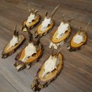 7 paires de bois de chevreuil mâle sur bouleau présentant des anomalies, par exemple une branche cassée – chevreuils de Mathusalem, bois de chevreuil mâle